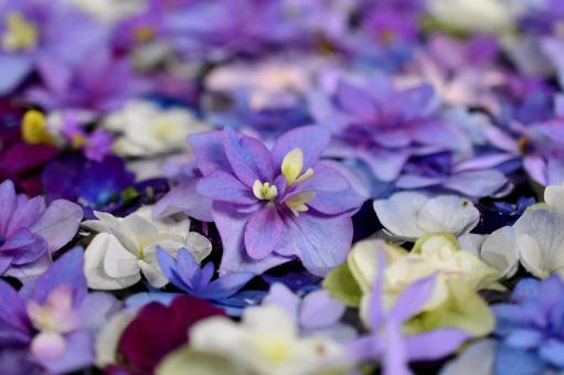 花手水 花手水,神社,手水の写真素材