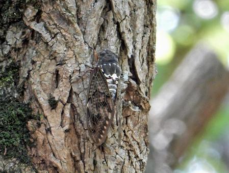 【昆虫写真】アブラゼミ(油蝉) 【昆虫写真】アブラゼミ(油蝉)の写真