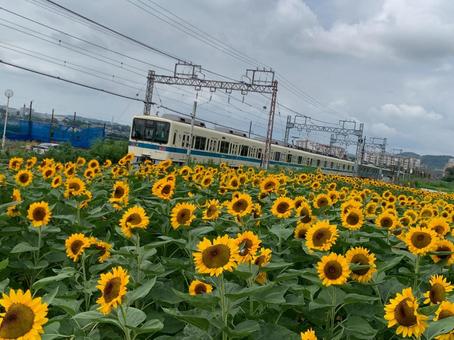 小田急線沿いの ひまわり畑 小田急線沿いの ひまわり畑 小田急,ひまわり,夏の写真素材