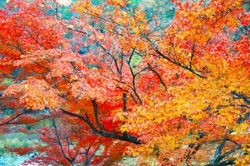 美しい紅葉 美しい紅葉の写真