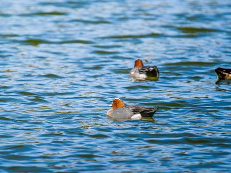 池を泳ぐヒドリガモ 池を泳ぐヒドリガモの写真