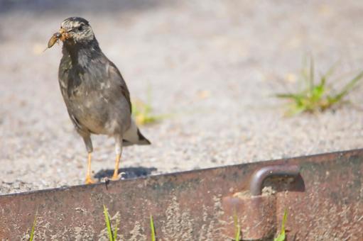 小さな鳥 小さな鳥の写真