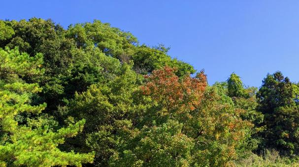 山が着飾る秋のはじまり 空,空背景,秋の写真素材
