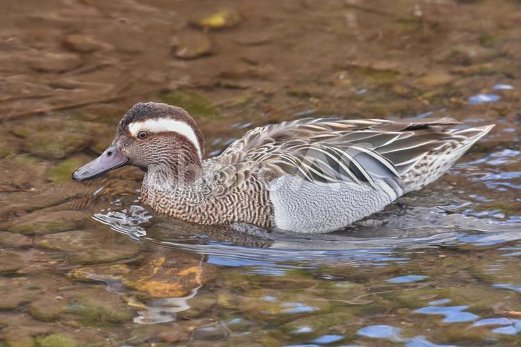 浅瀬を泳ぐシマアジ（鴨）とリフレクション 冬,野鳥,シマアジの写真素材