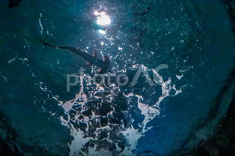 ハンマーヘッドシャークを見上げる シュモクザメ,ハンマーヘッドシャーク,鮫の写真素材