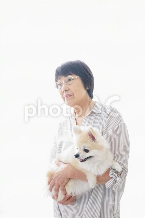 犬を買うシニア女性 日本人,小型犬,飼い犬の写真素材