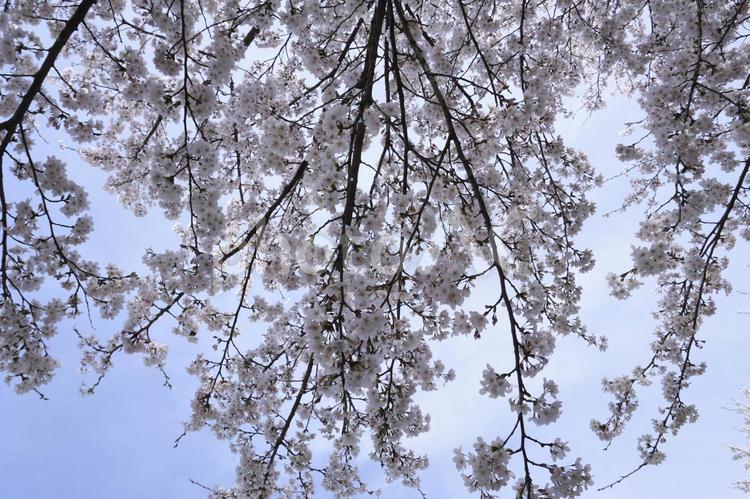 桜の木を下から見上げる06 桜,サクラ,桜の木の写真素材