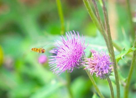 Thistle and Hoverfly, JPG