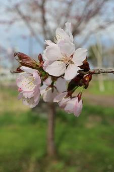 Sakura, JPG Sakura, JPG