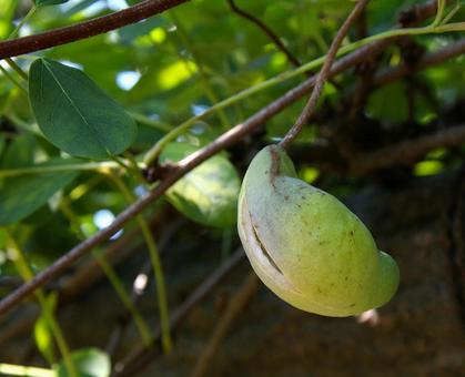 アケビ アケビ アケビ,木通,通草の写真素材
