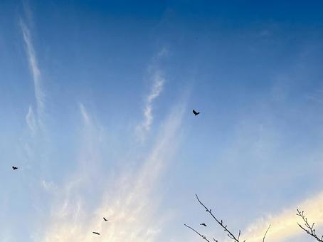 空と鳥 鳥,空,背景の写真素材