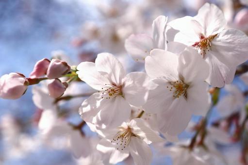 桜 桜の写真