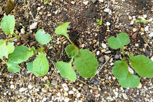 ラディッシュの苗 ラディッシュ,はつか大根,種まきの写真素材