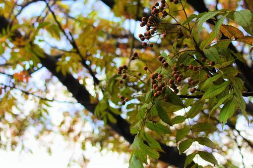 木の実と葉 木の実と葉 木,自然,木の実の写真素材