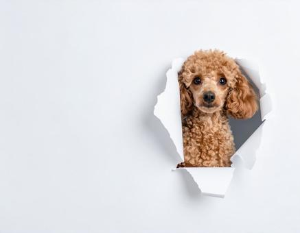破れた穴から顔を出すトイプードル1 破れた穴から顔を出すトイプードル1の写真