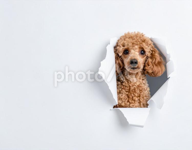 破れた穴から顔を出すトイプードル1 犬,ペット,トイプードルの写真素材