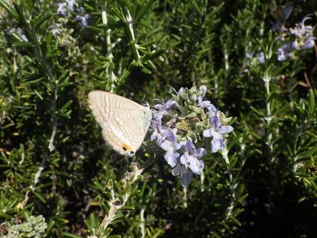 ウラナミシジミ ウラナミシジミ,蝶,チョウの写真素材