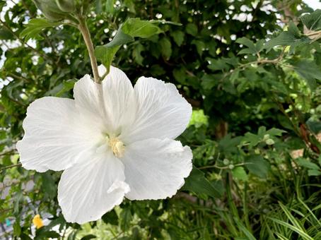 花2 花2の写真