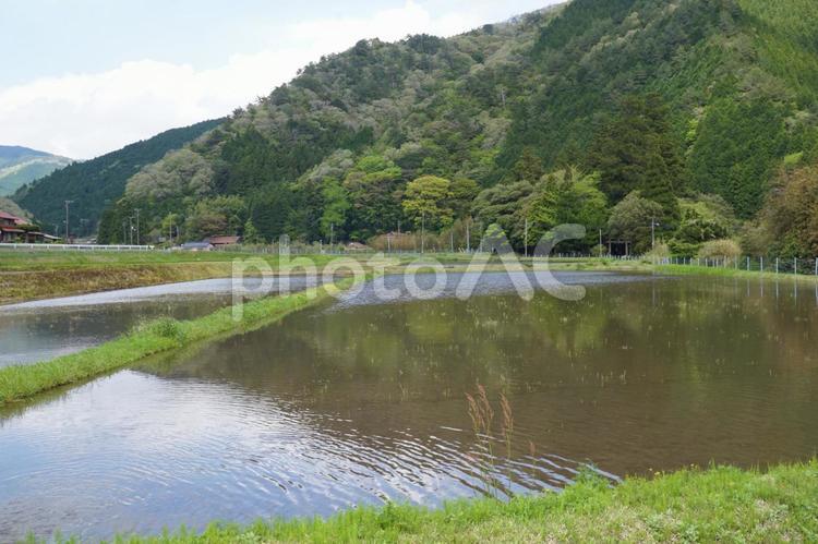 自然環境と暮らしの共存～水田と稲作～ 涼しい,水田,懐かしいの写真素材