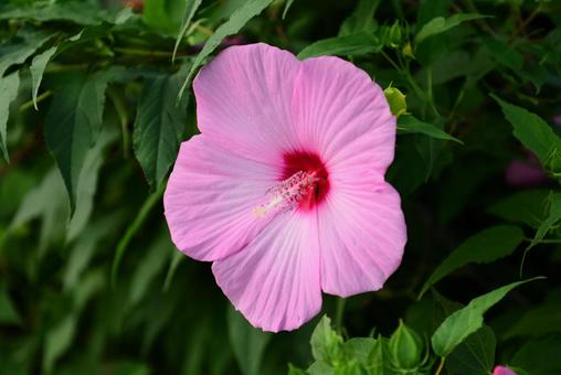 芙蓉の花 芙蓉,花,赤紫の写真素材