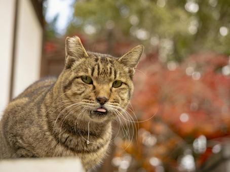 紅葉映える秋の猫 紅葉映える秋の猫 猫,秋,紅葉の写真素材