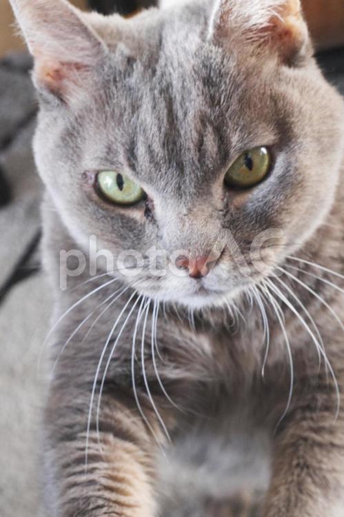 何かを求めてるグレーの猫 ねこ,生き物,キャットの写真素材
