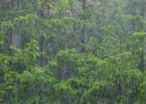 林に降り続く雨 林に降り続く雨の写真