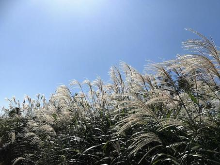 青空とススキ ススキ,青空,生石の写真素材