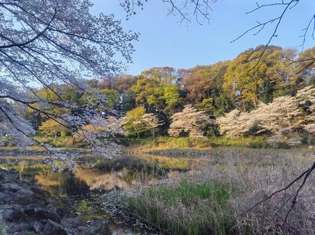 泉の森の桜 泉の森の桜の写真
