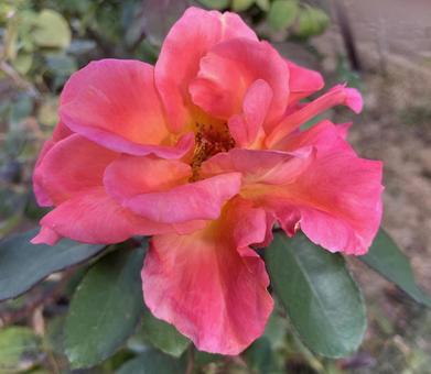 バラ　薔薇　花 バラ,薔薇,花の写真素材