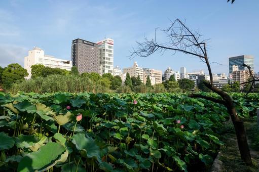 不忍池の風景 上野,上野恩賜公園,不忍池の写真素材