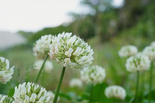 White clover, JPG White clover, JPG