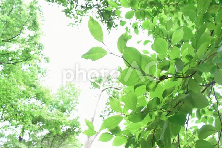 自然　希望　健康　健康的　光 自然,希望,健康の写真素材