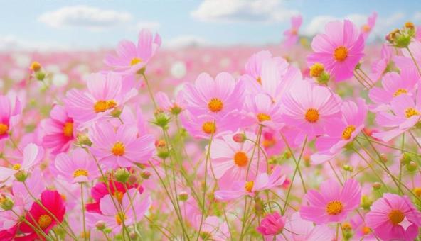 コスモス畑 コスモス,秋桜,cosmosの写真素材