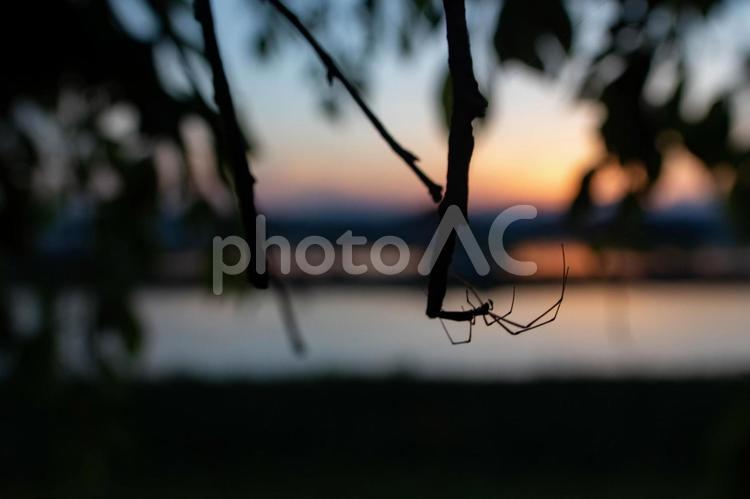 夕暮れとクモ 三日月,月,夜景の写真素材