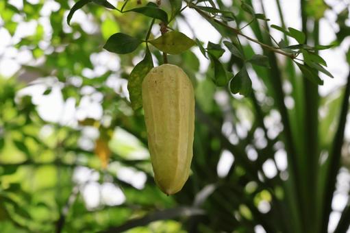 薄黄緑のパルメンデシエラアクレアタの実の写真