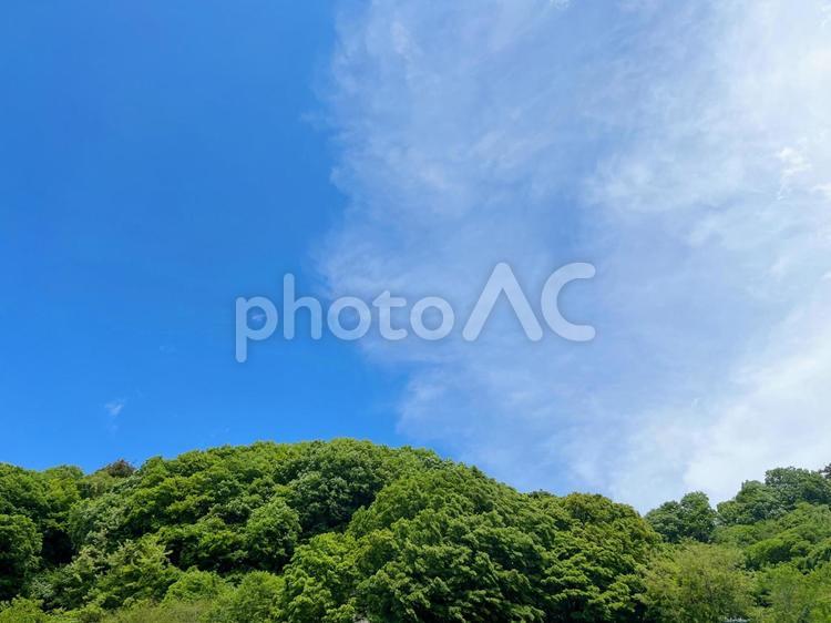 緑の森と青空の風景 森,空,背景の写真素材