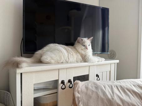 リラックスしているラグドールの子猫 猫,ペット,かわいいの写真素材