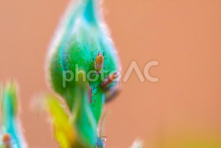 薔薇のつぼみとアブラムシ つぼみ,薔薇,マクロの写真素材