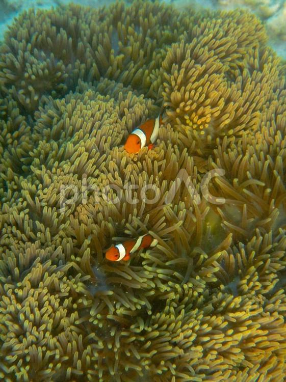 イソギンチャクとカクレクマノミ１ カクレクマノミ,イソギンチャク,魚の写真素材