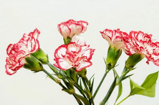 カーネーション 花,母の日,植物の写真素材