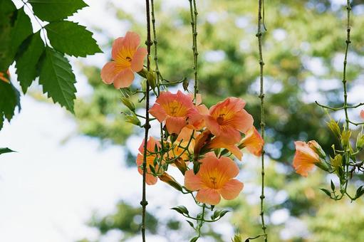 ノウゼンカズラの花 ノウゼンカズラの花の写真