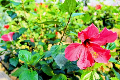 花 花の写真