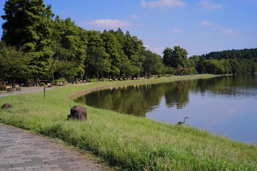 水元公園 公園,自然,池の写真素材