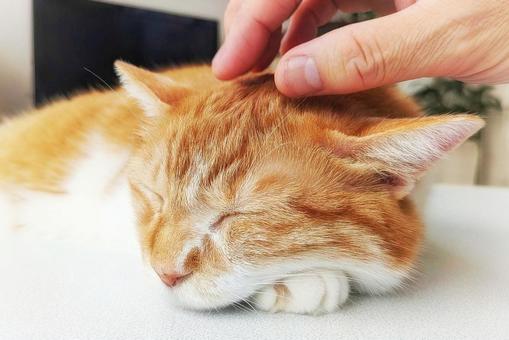 猫の額 猫の額 猫,額,おでこの写真素材