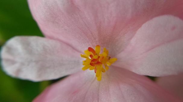 四季咲きベゴニアの花 四季咲きベゴニアの花の写真