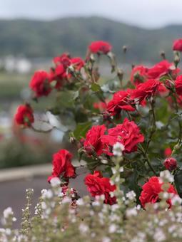 Photo, rose, shimada city rose hill park, may, 