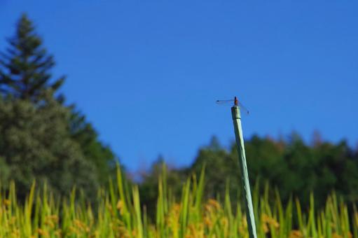棒にとまる赤蜻蛉 赤トンボ,棒,稲の写真素材