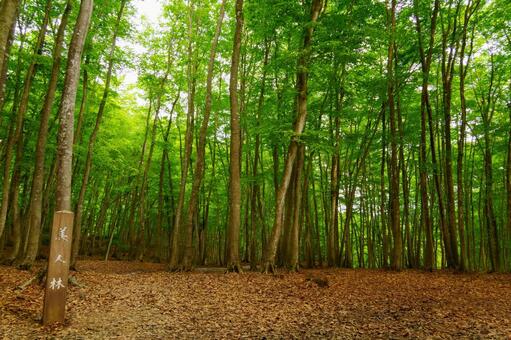 250515十日町市松之山美人林 新潟県,十日町市,松之山の写真素材