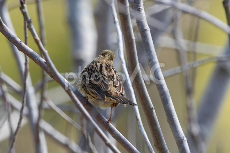 枝の中で休むアオジ アオジ,鳥,野鳥の写真素材
